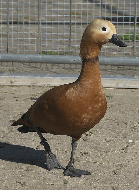 不公 不公