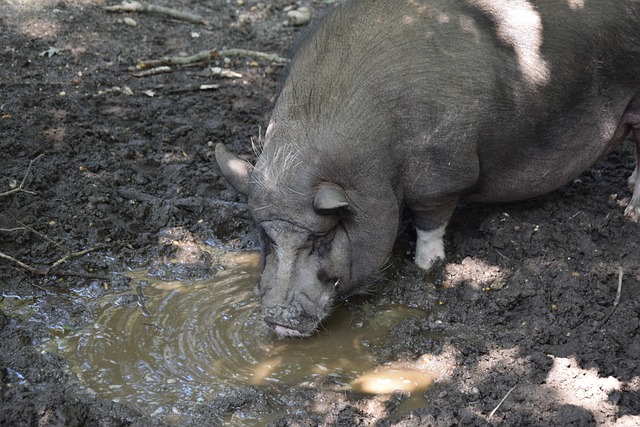 的是孟菲斯 的是孟菲斯
